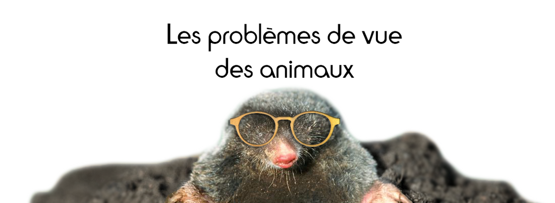 taupe portant des lunettes en bois